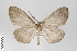  ( - ID 18485)  @14 [ ] Copyright (2011) Gunnar Brehm Institut fuer Spezielle Zoologie und Evolutionsbiologie, Friedrich-Schiller Universitat Jena