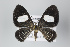  ( - ID 18499)  @11 [ ] Copyright (2011) Gunnar Brehm Institut fuer Spezielle Zoologie und Evolutionsbiologie, Friedrich-Schiller Universitat Jena