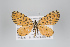  (Eubaphe tritonia group - ID 18507)  @11 [ ] Copyright (2011) Gunnar Brehm Institut fuer Spezielle Zoologie und Evolutionsbiologie, Friedrich-Schiller Universitat Jena