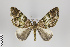  ( - ID 18513)  @13 [ ] Copyright (2011) Gunnar Brehm Institut fuer Spezielle Zoologie und Evolutionsbiologie, Friedrich-Schiller Universitat Jena