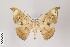  ( - ID 22639)  @14 [ ] Copyright (2011) Gunnar Brehm Institut fuer Spezielle Zoologie und Evolutionsbiologie, Friedrich-Schiller Universitat Jena