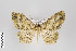  ( - ID 22644)  @14 [ ] Copyright (2011) Gunnar Brehm Institut fuer Spezielle Zoologie und Evolutionsbiologie, Friedrich-Schiller Universitat Jena