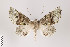  ( - ID 22650)  @14 [ ] Copyright (2011) Gunnar Brehm Institut fuer Spezielle Zoologie und Evolutionsbiologie, Friedrich-Schiller Universitat Jena