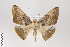  ( - ID 22651)  @13 [ ] Copyright (2011) Gunnar Brehm Institut fuer Spezielle Zoologie und Evolutionsbiologie, Friedrich-Schiller Universitat Jena