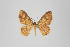  (Eois sp. 2247 - ID 22692)  @14 [ ] Copyright (2011) Gunnar Brehm Institut fuer Spezielle Zoologie und Evolutionsbiologie, Friedrich-Schiller Universitat Jena