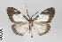  ( - ID 22699)  @14 [ ] Copyright (2011) Gunnar Brehm Institut fuer Spezielle Zoologie und Evolutionsbiologie, Friedrich-Schiller Universitat Jena