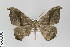  ( - ID 22702)  @13 [ ] Copyright (2011) Gunnar Brehm Institut fuer Spezielle Zoologie und Evolutionsbiologie, Friedrich-Schiller Universitat Jena