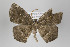  ( - ID 22711)  @12 [ ] Copyright (2011) Gunnar Brehm Institut fuer Spezielle Zoologie und Evolutionsbiologie, Friedrich-Schiller Universitat Jena