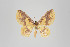  ( - ID 22741)  @14 [ ] Copyright (2011) Gunnar Brehm Institut fuer Spezielle Zoologie und Evolutionsbiologie, Friedrich-Schiller Universitat Jena