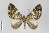  ( - ID 22751)  @15 [ ] Copyright (2011) Gunnar Brehm Institut fuer Spezielle Zoologie und Evolutionsbiologie, Friedrich-Schiller Universitat Jena