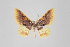  ( - ID 22779)  @13 [ ] Copyright (2011) Gunnar Brehm Institut fuer Spezielle Zoologie und Evolutionsbiologie, Friedrich-Schiller Universitat Jena