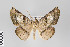  ( - ID 22786)  @13 [ ] Copyright (2011) Gunnar Brehm Institut fuer Spezielle Zoologie und Evolutionsbiologie, Friedrich-Schiller Universitat Jena