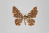  (Eois nr. lunifera - ID 22839)  @13 [ ] Copyright (2011) Gunnar Brehm Institut fuer Spezielle Zoologie und Evolutionsbiologie, Friedrich-Schiller Universitat Jena