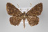  ( - ID 22846)  @14 [ ] Copyright (2011) Gunnar Brehm Institut fuer Spezielle Zoologie und Evolutionsbiologie, Friedrich-Schiller Universitat Jena