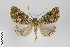  ( - ID 22848)  @15 [ ] Copyright (2011) Gunnar Brehm Institut fuer Spezielle Zoologie und Evolutionsbiologie, Friedrich-Schiller Universitat Jena