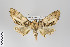  ( - ID 34616)  @13 [ ] Copyright (2011) Gunnar Brehm Institut fuer Spezielle Zoologie und Evolutionsbiologie, Friedrich-Schiller Universitat Jena