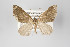  (Perizoma cinerolimitata - ID 6972)  @11 [ ] Copyright (2011) Gunnar Brehm Institut fuer Spezielle Zoologie und Evolutionsbiologie, Friedrich-Schiller Universitat Jena