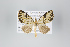  ( - ID 8307)  @11 [ ] Copyright (2011) Gunnar Brehm Institut fuer Spezielle Zoologie und Evolutionsbiologie, Friedrich-Schiller Universitat Jena