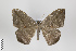 (Oxydia herbertina - ID 8332)  @11 [ ] Copyright (2011) Gunnar Brehm Institut fuer Spezielle Zoologie und Evolutionsbiologie, Friedrich-Schiller Universitat Jena