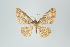  (Eois sp. 2246 - ID 11000)  @13 [ ] Copyright (2011) Gunnar Brehm Institut fuer Spezielle Zoologie und Evolutionsbiologie, Friedrich-Schiller Universitat Jena