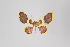  (Eois scama - ID 11019)  @11 [ ] Copyright (2011) Gunnar Brehm Institut fuer Spezielle Zoologie und Evolutionsbiologie, Friedrich-Schiller Universitat Jena
