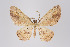 (Eois sp. 967 - ID 12156)  @12 [ ] Copyright (2011) Gunnar Brehm Institut fuer Spezielle Zoologie und Evolutionsbiologie, Friedrich-Schiller Universitat Jena