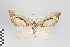  (Psaliodes nr. analiplaga - ID 12300)  @11 [ ] Copyright (2011) Gunnar Brehm Institut fuer Spezielle Zoologie und Evolutionsbiologie, Friedrich-Schiller Universitat Jena