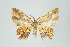  (Eois nr. ignefumata - ID 14013)  @13 [ ] Copyright (2011) Gunnar Brehm Institut fuer Spezielle Zoologie und Evolutionsbiologie, Friedrich-Schiller Universitat Jena