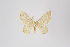  ( - ID 14497)  @12 [ ] Copyright (2011) Gunnar Brehm Institut fuer Spezielle Zoologie und Evolutionsbiologie, Friedrich-Schiller Universitat Jena