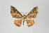  (Eois sp. 816 - ID 14962)  @13 [ ] Copyright (2011) Gunnar Brehm Institut fuer Spezielle Zoologie und Evolutionsbiologie, Friedrich-Schiller Universitat Jena