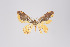  (Eois borrata - ID 14967)  @13 [ ] Copyright (2011) Gunnar Brehm Institut fuer Spezielle Zoologie und Evolutionsbiologie, Friedrich-Schiller Universitat Jena