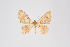  (Eois sp. 820 - ID 14980)  @13 [ ] Copyright (2011) Gunnar Brehm Institut fuer Spezielle Zoologie und Evolutionsbiologie, Friedrich-Schiller Universitat Jena