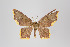  ( - ID 14989)  @12 [ ] Copyright (2011) Gunnar Brehm Institut fuer Spezielle Zoologie und Evolutionsbiologie, Friedrich-Schiller Universitat Jena