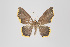  (Eois nr. thetisaria - ID 15100)  @14 [ ] Copyright (2011) Gunnar Brehm Institut fuer Spezielle Zoologie und Evolutionsbiologie, Friedrich-Schiller Universitat Jena