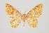  ( - ID 15150)  @14 [ ] Copyright (2011) Gunnar Brehm Institut fuer Spezielle Zoologie und Evolutionsbiologie, Friedrich-Schiller Universitat Jena