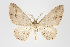  (Eois nr. neclas - ID 15244)  @14 [ ] Copyright (2011) Gunnar Brehm Institut fuer Spezielle Zoologie und Evolutionsbiologie, Friedrich-Schiller Universitat Jena