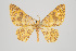  (Eois azafranata group - ID 15365)  @15 [ ] Copyright (2011) Gunnar Brehm Institut fuer Spezielle Zoologie und Evolutionsbiologie, Friedrich-Schiller Universitat Jena