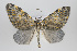  ( - ID 15377)  @13 [ ] Copyright (2011) Gunnar Brehm Institut fuer Spezielle Zoologie und Evolutionsbiologie, Friedrich-Schiller Universitat Jena