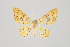  (Eois nr. canariata - ID 15495)  @14 [ ] Copyright (2011) Gunnar Brehm Institut fuer Spezielle Zoologie und Evolutionsbiologie, Friedrich-Schiller Universitat Jena