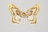  ( - ID 15499)  @14 [ ] Copyright (2011) Gunnar Brehm Institut fuer Spezielle Zoologie und Evolutionsbiologie, Friedrich-Schiller Universitat Jena