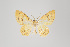  ( - ID 15505)  @12 [ ] Copyright (2011) Gunnar Brehm Institut fuer Spezielle Zoologie und Evolutionsbiologie, Friedrich-Schiller Universitat Jena