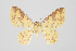  (Eois russearia group - ID 15511)  @15 [ ] Copyright (2011) Gunnar Brehm Institut fuer Spezielle Zoologie und Evolutionsbiologie, Friedrich-Schiller Universitat Jena