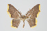  (Eois nr. paraviolascens - ID 15526)  @15 [ ] Copyright (2011) Gunnar Brehm Institut fuer Spezielle Zoologie und Evolutionsbiologie, Friedrich-Schiller Universitat Jena