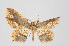  ( - ID 15535)  @12 [ ] Copyright (2011) Gunnar Brehm Institut fuer Spezielle Zoologie und Evolutionsbiologie, Friedrich-Schiller Universitat Jena