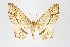  (Eois nr. contraversa - ID 15571)  @13 [ ] Copyright (2011) Gunnar Brehm Institut fuer Spezielle Zoologie und Evolutionsbiologie, Friedrich-Schiller Universitat Jena