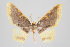  (Eois chasca group - ID 15572)  @14 [ ] Copyright (2011) Gunnar Brehm Institut fuer Spezielle Zoologie und Evolutionsbiologie, Friedrich-Schiller Universitat Jena