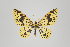  ( - ID 15577)  @12 [ ] Copyright (2011) Gunnar Brehm Institut fuer Spezielle Zoologie und Evolutionsbiologie, Friedrich-Schiller Universitat Jena
