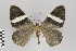  ( - ID 15583)  @13 [ ] Copyright (2011) Gunnar Brehm Institut fuer Spezielle Zoologie und Evolutionsbiologie, Friedrich-Schiller Universitat Jena
