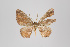 (Eois pallidicosta group - ID 15591)  @14 [ ] Copyright (2011) Gunnar Brehm Institut fuer Spezielle Zoologie und Evolutionsbiologie, Friedrich-Schiller Universitat Jena