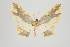  ( - ID 15606)  @14 [ ] Copyright (2011) Gunnar Brehm Institut fuer Spezielle Zoologie und Evolutionsbiologie, Friedrich-Schiller Universitat Jena